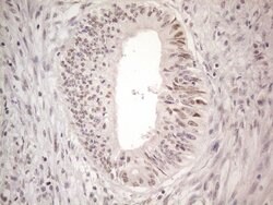 Invitrogen CtBP2 Monoclonal Antibody (OTI4D4) 100 &mu;L; Unconjugated:Antibodies,