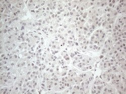 Invitrogen CtBP2 Monoclonal Antibody (OTI4D4) 100 &mu;L; Unconjugated:Antibodies,