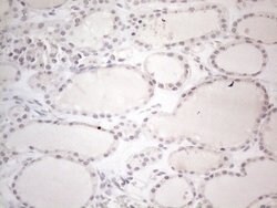 Invitrogen CtBP2 Monoclonal Antibody (OTI4D4) 100 &mu;L; Unconjugated:Antibodies,