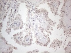 Invitrogen CtBP2 Monoclonal Antibody (OTI4D4) 100 &mu;L; Unconjugated:Antibodies,