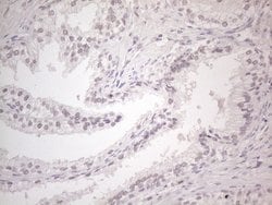 Invitrogen CtBP2 Monoclonal Antibody (OTI4D4) 100 &mu;L; Unconjugated:Antibodies,