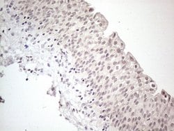 Invitrogen CtBP2 Monoclonal Antibody (OTI4D4) 100 &mu;L; Unconjugated:Antibodies,