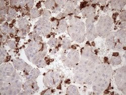 Invitrogen Kindlin 3 Monoclonal Antibody (OTI2G2) 100 &mu;L; Unconjugated:Antibodies,