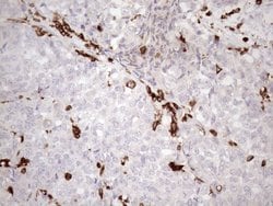 Invitrogen Kindlin 3 Monoclonal Antibody (OTI2G2) 100 &mu;L; Unconjugated:Antibodies,