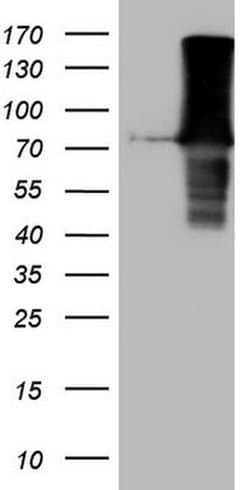 Invitrogen Kindlin 3 Monoclonal Antibody (OTI2G2) 100 &mu;L; Unconjugated:Antibodies,