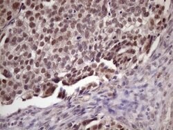 Invitrogen SPT3 Monoclonal Antibody (OTI3D1) 100 &mu;L; Unconjugated:Antibodies,
