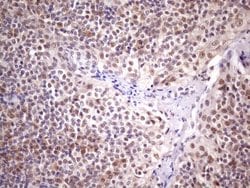 Invitrogen SPT3 Monoclonal Antibody (OTI3D1) 100 &mu;L; Unconjugated:Antibodies,