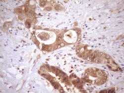 Invitrogen ASB2 Monoclonal Antibody (OTI2A2) 100 &mu;L; Unconjugated:Antibodies,