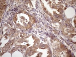 Invitrogen ASB2 Monoclonal Antibody (OTI2A2) 100 &mu;L; Unconjugated:Antibodies,