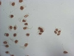 Invitrogen SNRPB2 Monoclonal Antibody (OTI2E8) 100 &mu;L; Unconjugated:Antibodies,