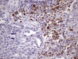 Invitrogen BTG2 Monoclonal Antibody (OTI1G3) 100 &mu;L; Unconjugated:Antibodies,
