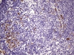Invitrogen BTG2 Monoclonal Antibody (OTI1G3) 100 &mu;L; Unconjugated:Antibodies,