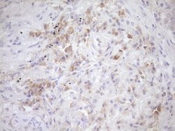Invitrogen eIF3d Monoclonal Antibody (OTI14D6) 100 &mu;L; Unconjugated:Antibodies,