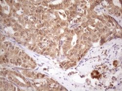 Invitrogen PRPK Monoclonal Antibody (OTI5B2) 100 &mu;L; Unconjugated:Antibodies,