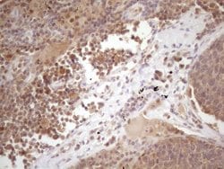 Invitrogen PRPK Monoclonal Antibody (OTI5B2) 100 &mu;L; Unconjugated:Antibodies,