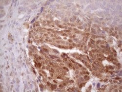 Invitrogen PRPK Monoclonal Antibody (OTI5B2) 100 &mu;L; Unconjugated:Antibodies,