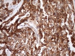 Invitrogen STOML2 Monoclonal Antibody (OTI1F5) 100 &mu;L; Unconjugated:Antibodies,