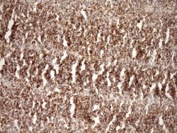 Invitrogen STOML2 Monoclonal Antibody (OTI1F5) 100 &mu;L; Unconjugated:Antibodies,