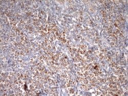 Invitrogen STOML2 Monoclonal Antibody (OTI1F5) 100 &mu;L; Unconjugated:Antibodies,