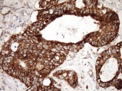 Invitrogen STOML2 Monoclonal Antibody (OTI1F5) 100 &mu;L; Unconjugated:Antibodies,