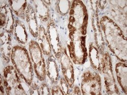 Invitrogen STOML2 Monoclonal Antibody (OTI1F5) 100 &mu;L; Unconjugated:Antibodies,