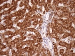 Invitrogen STOML2 Monoclonal Antibody (OTI1F5) 100 &mu;L; Unconjugated:Antibodies,