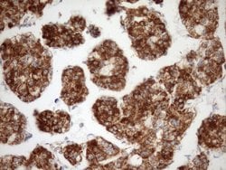 Invitrogen STOML2 Monoclonal Antibody (OTI1F5) 100 &mu;L; Unconjugated:Antibodies,