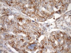 Invitrogen STOML2 Monoclonal Antibody (OTI1F5) 100 &mu;L; Unconjugated:Antibodies,
