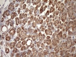Invitrogen STOML2 Monoclonal Antibody (OTI1F5) 100 &mu;L; Unconjugated:Antibodies,