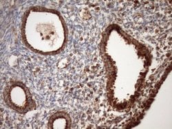 Invitrogen STOML2 Monoclonal Antibody (OTI1F5) 100 &mu;L; Unconjugated:Antibodies,