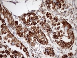 Invitrogen STOML2 Monoclonal Antibody (OTI1F5) 100 &mu;L; Unconjugated:Antibodies,