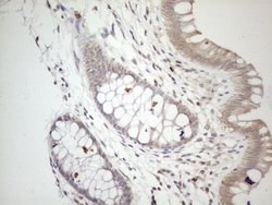 Invitrogen ZNF69 Monoclonal Antibody (OTI3D11) 100 &mu;L; Unconjugated:Antibodies,
