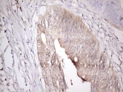 Invitrogen ZNF69 Monoclonal Antibody (OTI3D11) 100 &mu;L; Unconjugated:Antibodies,