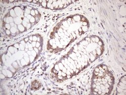 Invitrogen STOML2 Monoclonal Antibody (OTI1G6) 100 &mu;L; Unconjugated:Antibodies,