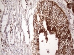 Invitrogen STOML2 Monoclonal Antibody (OTI1G6) 100 &mu;L; Unconjugated:Antibodies,