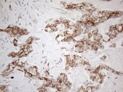 Invitrogen STOML2 Monoclonal Antibody (OTI1G6) 100 &mu;L; Unconjugated:Antibodies,