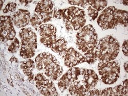 Invitrogen STOML2 Monoclonal Antibody (OTI1G6) 100 &mu;L; Unconjugated:Antibodies,