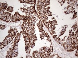 Invitrogen STOML2 Monoclonal Antibody (OTI1G6) 100 &mu;L; Unconjugated:Antibodies,