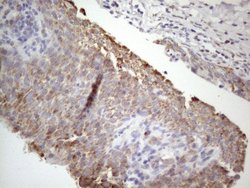 Invitrogen STOML2 Monoclonal Antibody (OTI1G6) 100 &mu;L; Unconjugated:Antibodies,