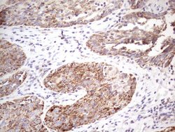 Invitrogen STOML2 Monoclonal Antibody (OTI1G6) 100 &mu;L; Unconjugated:Antibodies,