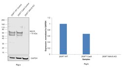 Invitrogen MAVS Monoclonal Antibody (OTI9C4) 100 &mu;L; Unconjugated:Antibodies,