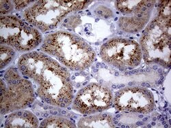 Invitrogen C4orf36 Monoclonal Antibody (OTI8B7) 100 &mu;L; Unconjugated:Antibodies,