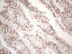 Invitrogen WTAP Monoclonal Antibody (OTI6H3) 100 &mu;L; Unconjugated:Antibodies,