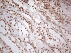 Invitrogen WTAP Monoclonal Antibody (OTI6H3) 100 &mu;L; Unconjugated:Antibodies,