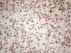 Invitrogen WTAP Monoclonal Antibody (OTI6H3) 100 &mu;L; Unconjugated:Antibodies,