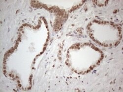 Invitrogen WTAP Monoclonal Antibody (OTI6H3) 100 &mu;L; Unconjugated:Antibodies,
