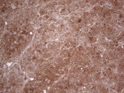 Invitrogen PPA2 Monoclonal Antibody (OTI7C1) 100 &mu;L; Unconjugated:Antibodies,