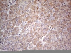 Invitrogen PPA2 Monoclonal Antibody (OTI7C1) 100 &mu;L; Unconjugated:Antibodies,