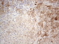 Invitrogen PPA2 Monoclonal Antibody (OTI7C1) 100 &mu;L; Unconjugated:Antibodies,