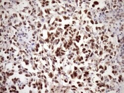 Invitrogen WTAP Monoclonal Antibody (OTI12G6) 100 &mu;L | Buy Online | Invitrogen&trade; | Fisher Scientific
